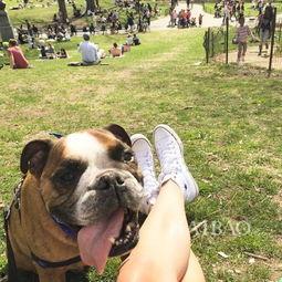 明星养的狗狗,揭秘明星狗狗们的魅力风采