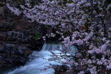 落花流水的图片,岁月静好时